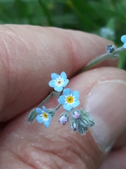 Myosotis arvensis