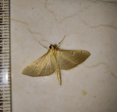 Bradina admixtalis