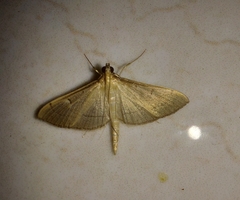 Bradina admixtalis