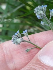 Myosotis arvensis