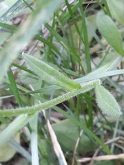 Myosotis arvensis