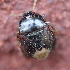 Microporus nigrita