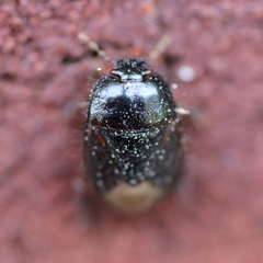 Microporus nigrita