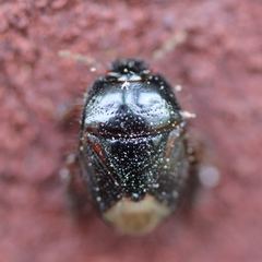 Microporus nigrita