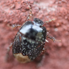Microporus nigrita