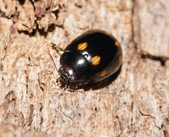 Paropsisterna octosignata