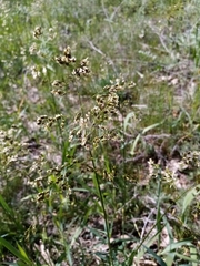 Anthoxanthum glabrum