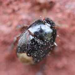 Microporus nigrita