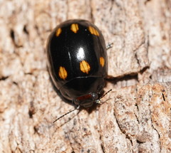 Paropsisterna octosignata