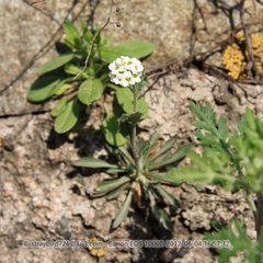 Draba mongolica