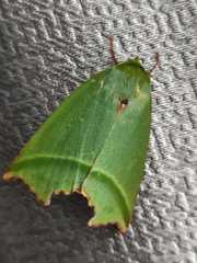 Clethrophora angulipennis