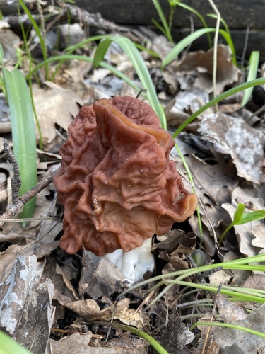 Neogyromitra grandis