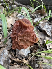 Gyromitra fastigiata