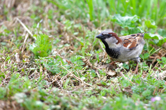 Passer domesticus