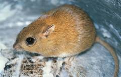 Gerbilliscus