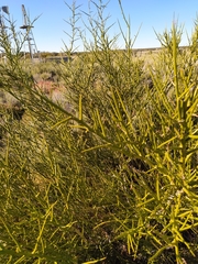Prosopidastrum globosum