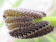 Apareophora forsythiae