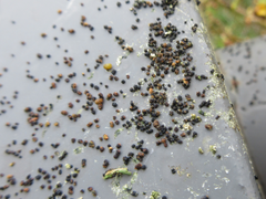 Apareophora forsythiae