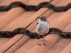 Muscisaxicola alpinus