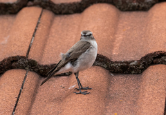 Muscisaxicola alpinus