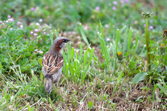 Passer domesticus