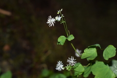 Thalictrum clavatum