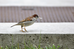 Passer domesticus