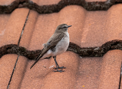 Muscisaxicola alpinus