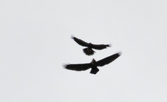 Geranoaetus melanoleucus