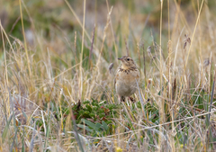 Anthus bogotensis