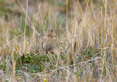 Anthus bogotensis