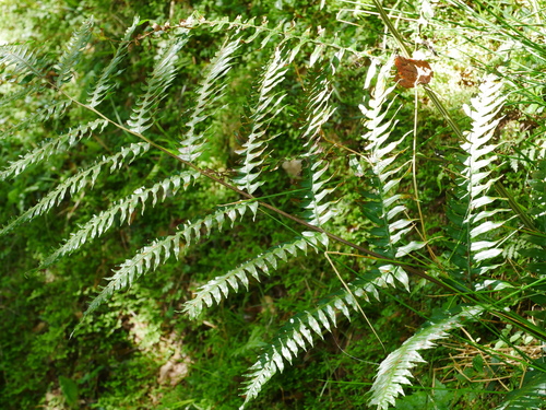 Image of Pteris terminalis by (c) Jacy Chen, some rights reserved (CC BY)