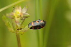Cercopis arcuata