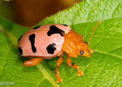 Podontia affinis