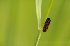 Cercopis arcuata