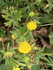 Ranunculus bulbosus