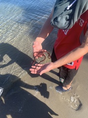 Ophiopsammus maculata