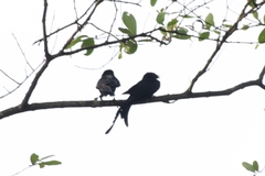 Dicrurus macrocercus