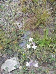Linaria nigricans