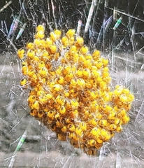 Araneus diadematus