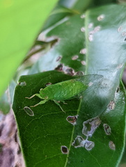 Guineapsaltria flava