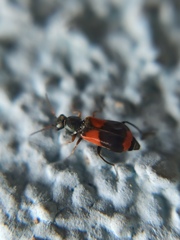 Anthocomus