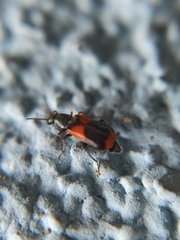 Anthocomus