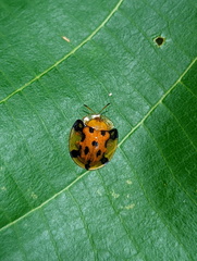 Aspidimorpha punctum