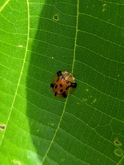 Aspidimorpha punctum