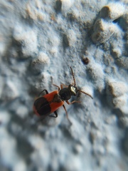 Anthocomus