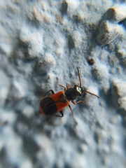 Anthocomus
