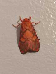 Ammatho roseororatus