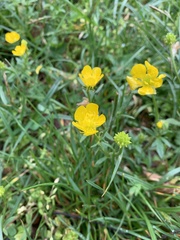 Ranunculus