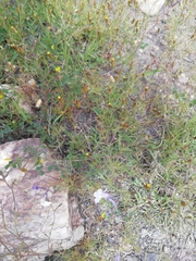 Linaria nigricans